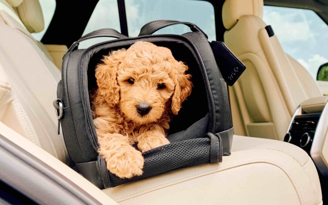 “Pet safety days by Tavo”: a Milano per viaggiare sicuri con il 4 zampe